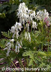 Dicentra eximia 'Alba'                            